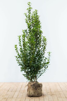 Stechpalme / Ilex Meserveae Heckenpracht 150-175 cm