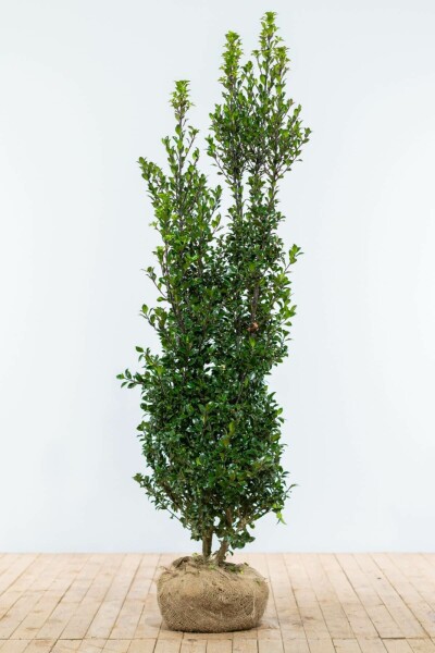 Stechpalme / Ilex Meserveae Heckenpracht 175-200 cm