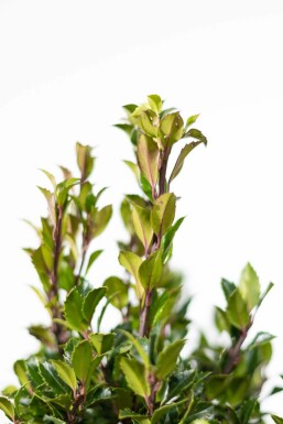 Stechpalme / Ilex Meserveae Heckenpracht 175-200 cm