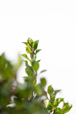 Stechpalme / Ilex Meserveae Heckenpracht 175-200 cm