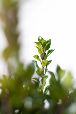 Stechpalme / Ilex Meserveae Heckenpracht 175-200 cm