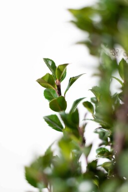 Stechpalme / Ilex Meserveae Heckenpracht 175-200 cm