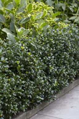 Stechpalme / Ilex Meserveae Heckenpracht 175-200 cm