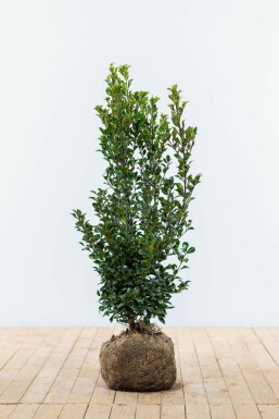 Stechpalme Ilex meserveae Heckenstar Hecke 60-80 Ballen Stechpalme / Ilex Meserveae Heckenstar 60-80 cm