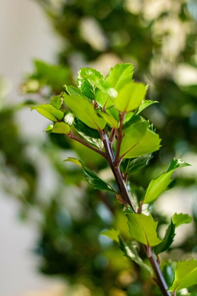 Stechpalme / Ilex Meserveae Heckenstar 80-100 cm