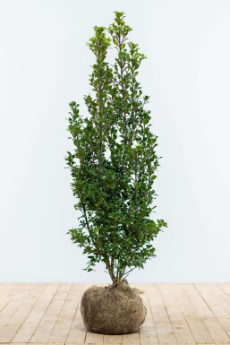 Stechpalme Ilex meserveae Heckenstar Hecke 100-125 Ballen Stechpalme / Ilex Meserveae Heckenstar 100-125 cm