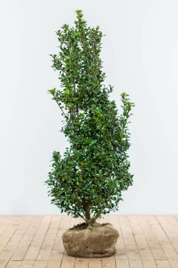 Stechpalme Ilex meserveae Heckenstar Hecke 125-150 Ballen Stechpalme / Ilex Meserveae Heckenstar 125-150 cm