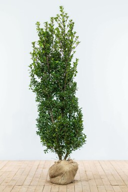 Stechpalme Ilex meserveae Heckenstar Hecke 150-175 Ballen Stechpalme / Ilex Meserveae Heckenstar 150-175 cm