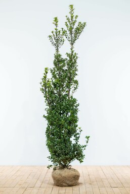 Stechpalme Ilex meserveae Heckenstar Hecke 175-200 Ballen Stechpalme / Ilex Meserveae Heckenstar 175-200 cm