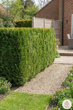 Gelbe Scheinzypresse Chamaecyparis Lawsoniana Ivonne 60-80 cm