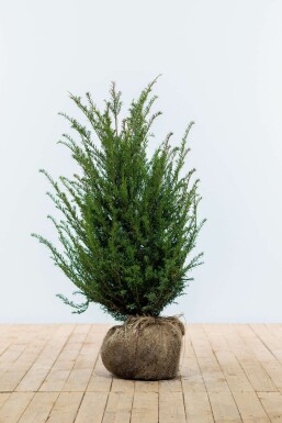 Eiben / Taxus Baccata 80-100 cm