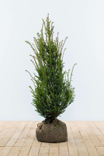 drachenbaum surculosa Junger Drachenbaum | kaufen
