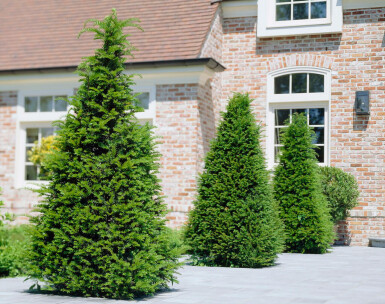 Eiben / Taxus Baccata 100-120 cm