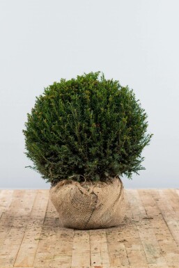 Eiben Taxus baccata Kugel 60-70 Ballen