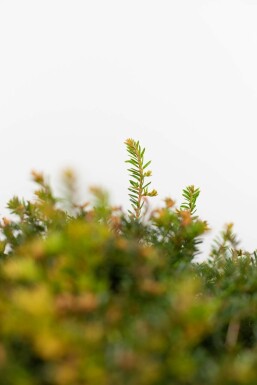 Eiben / Eibe Kugel Taxus Baccata Kugelform 60-70 cm