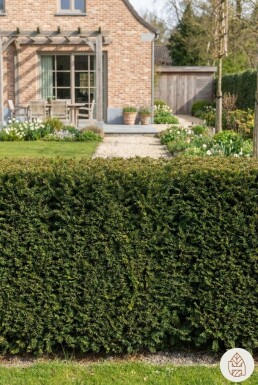 Taxus baccata 'David' Strauch 20-30 cm C1