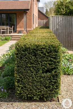 Taxus baccata 'David' Strauch 20-30 cm C1