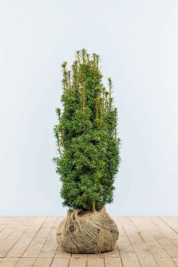 Eiben Taxus baccata David Hecke 60-80 Ballen