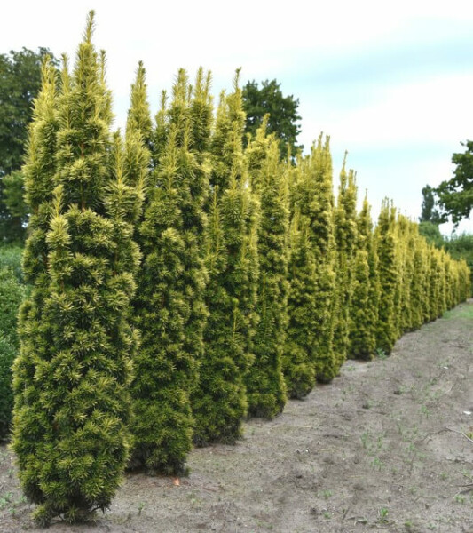Eiben Taxus baccata David Hecke 100-120 Ballen | Heijnen Pflanzen