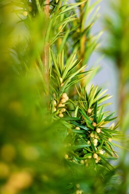 Eiben / Taxus Baccata David 120-140 cm