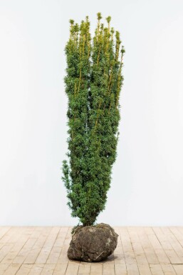 Eiben Taxus baccata David Hecke 140-160 Ballen Eiben / Taxus Baccata David 140-160 cm