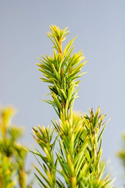 Eiben / Taxus Baccata David 140-160 cm