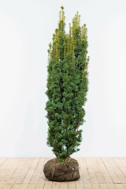 Eiben Taxus baccata David Hecke 160-180 Ballen Eiben / Taxus Baccata David 160-180 cm