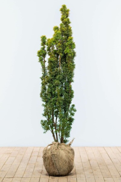Eiben / Gelbe Säuleneibe Taxus Baccata Fastigiata Aurea 120-140 cm