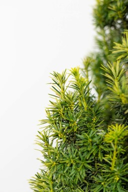 Eiben / Gelbe Säuleneibe Taxus Baccata Fastigiata Aurea 140-160 cm