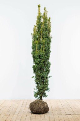 Gelbe Säuleneibe Taxus baccata fastigiata Aurea Hecke 180-200 Ballen