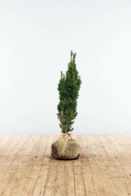 Schmale Säuleneibe Taxus baccata fastigiata Robusta Hecke 60-80 Ballen Eiben / Schmale Säuleneibe Taxus Baccata Fastigiata Robusta 60-80 cm