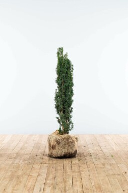 Schmale Säuleneibe Taxus baccata fastigiata Robusta Hecke 80-100 Ballen Eiben / Schmale Säuleneibe Taxus Baccata Fastigiata Robusta 80-100 cm
