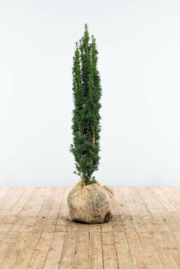 Schmale Säuleneibe Taxus baccata fastigiata Robusta Hecke 100-120 Ballen Eiben / Schmale Säuleneibe Taxus Baccata Fastigiata Robusta 100-120 cm