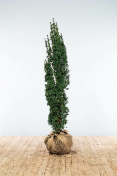 Eiben / Schmale Säuleneibe Taxus Baccata Fastigiata Robusta 140-160 cm