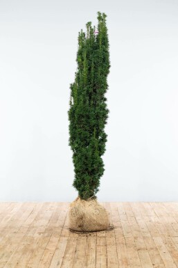 Schmale Säuleneibe Taxus baccata fastigiata Robusta Hecke 160-180 Ballen Eiben / Schmale Säuleneibe Taxus Baccata Fastigiata Robusta 160-180 cm