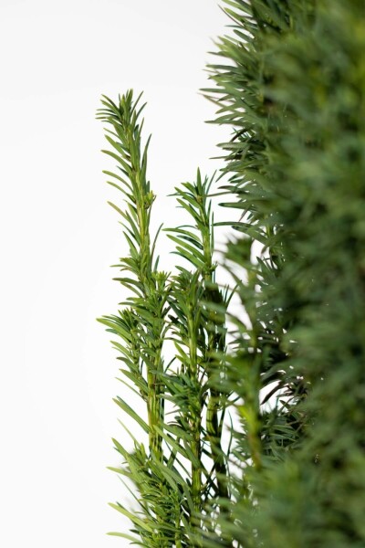 Eiben / Schmale Säuleneibe Taxus Baccata Fastigiata Robusta 160-180 cm