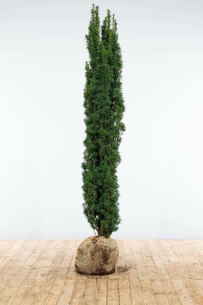 Eiben / Schmale Säuleneibe Taxus Baccata Fastigiata Robusta 180-200 cm