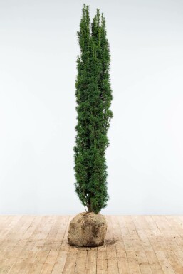 Schmale Säuleneibe Taxus baccata fastigiata Robusta Hecke 180-200 Ballen Eiben / Schmale Säuleneibe Taxus Baccata Fastigiata Robusta 180-200 cm