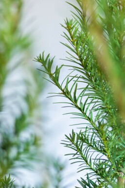 Eiben / Taxus Media Hicksii 120-140 cm
