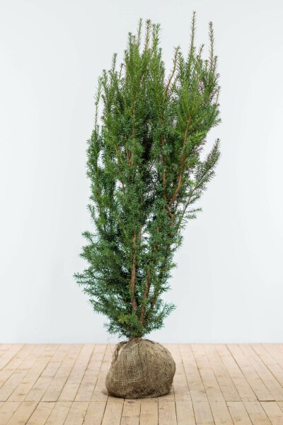 Eiben / Taxus Media Hicksii 140-160 cm