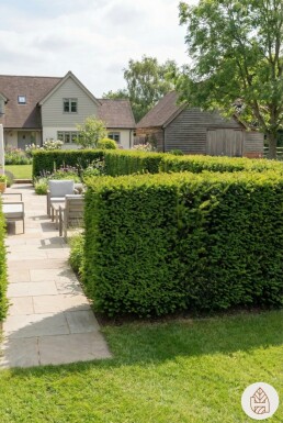 Eiben / Taxus Media Hillii 60-80 cm