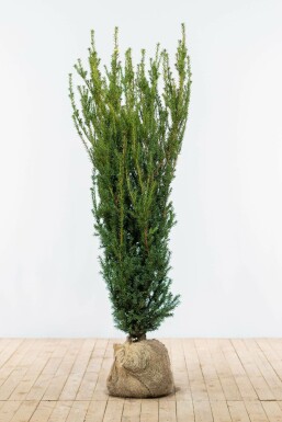 Eiben / Taxus Media Hillii