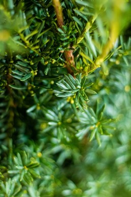 Eiben / Taxus Media Hillii 180-200 cm