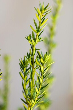Eiben / Taxus Media Hillii 180-200 cm