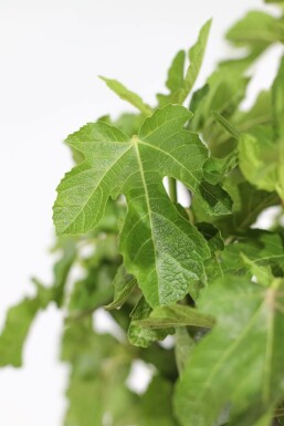 Feigenbaum / Ficus Carica auf Stamm 80-100 cm