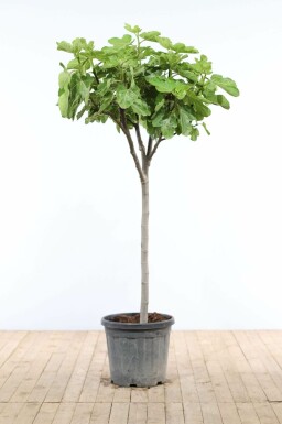 Feigenbaum Ficus Carica Auf Stamm 15-20 150-175 Topf