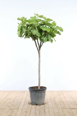 Feigenbaum Ficus Carica Auf Stamm 20-30 175-200 Topf