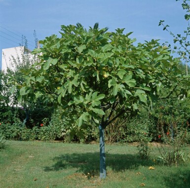 Feigenbaum Ficus Carica Auf Stamm 40-50 175-200 Topf