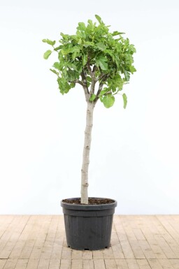Feigenbaum / Ficus Carica auf Stamm 175-200 cm