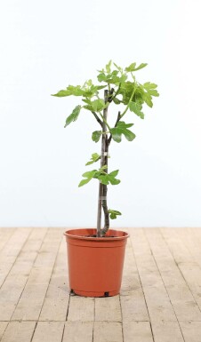 Feigenbaum Ficus Carica Gestäbt 60-80 Topf